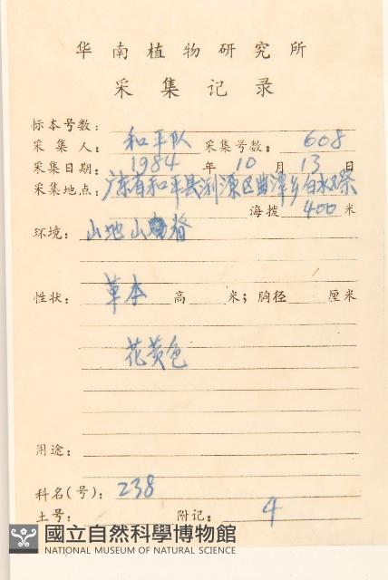 秋鼠麴草藏品圖，第2張