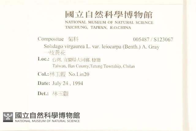 一枝黃花藏品圖，第2張