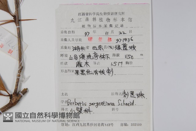 刺黑珠藏品圖，第2張