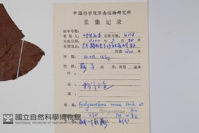 酸藤藏品圖，第2張