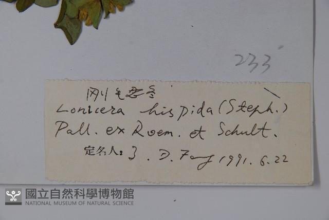 剛毛忍冬藏品圖，第2張