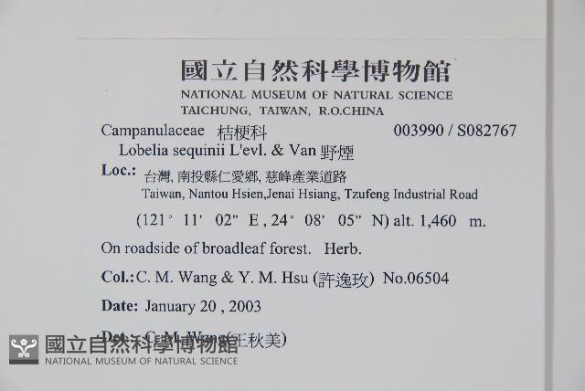 大本山梗菜藏品圖，第2張