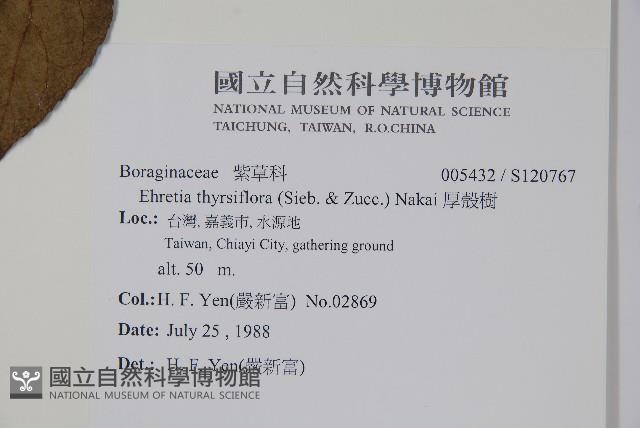 厚殼樹藏品圖，第2張