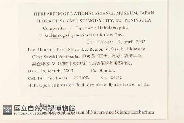 粗毛小米菊藏品圖，第2張