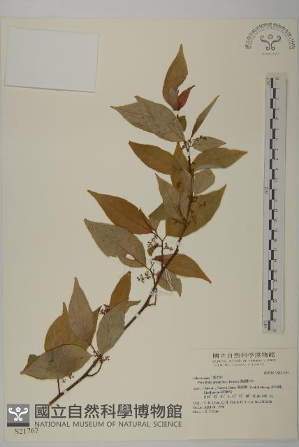 佩羅特木藏品圖，第1張