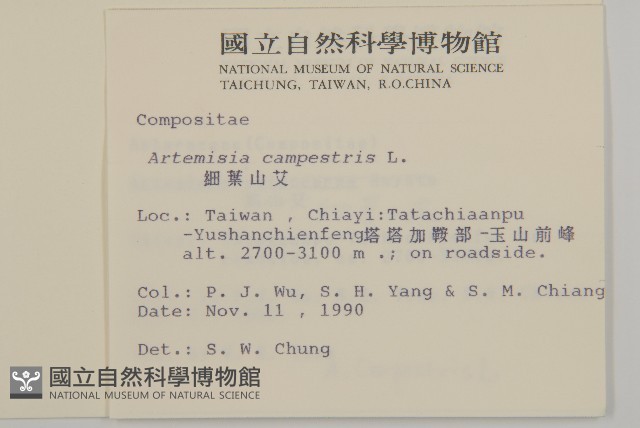 細葉山艾藏品圖，第2張