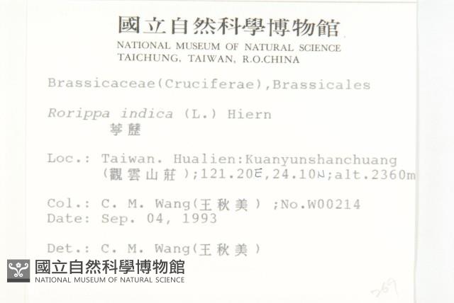 葶藶藏品圖，第2張