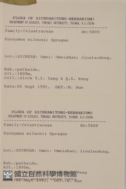 長刺衛矛藏品圖，第2張