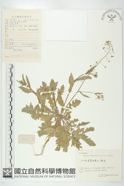 薺藏品圖，第1張