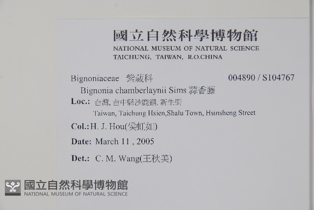 蒜香藤藏品圖，第2張
