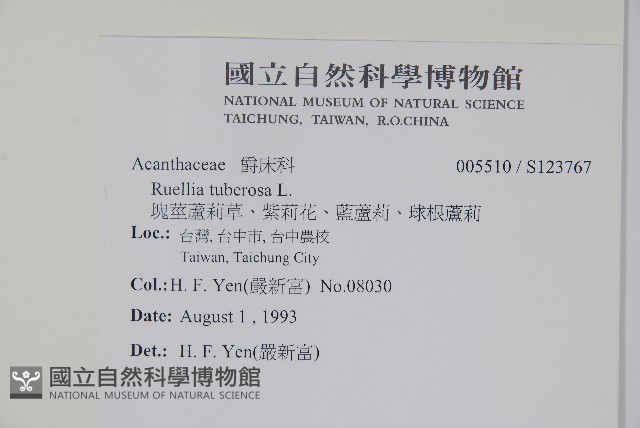 塊莖蘆莉草、紫莉花、藍蘆莉、球根蘆莉藏品圖，第2張