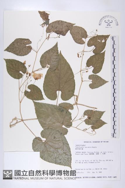 斑花青牛膽藏品圖，第1張