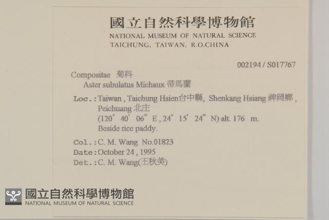 掃帚菊藏品圖，第2張