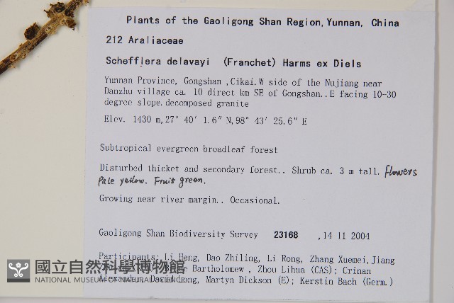 穗序鵝掌柴藏品圖，第2張