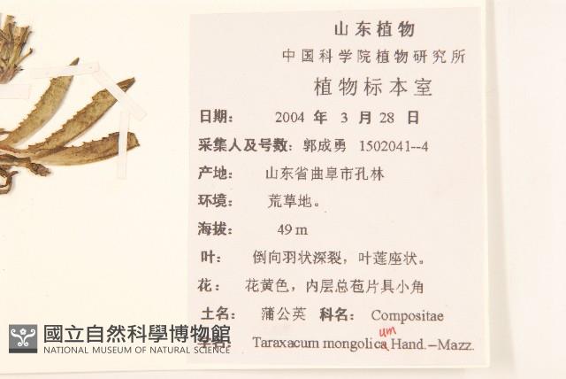 蒲公英藏品圖，第2張