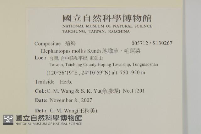 地膽草、毛蓮菜藏品圖，第2張