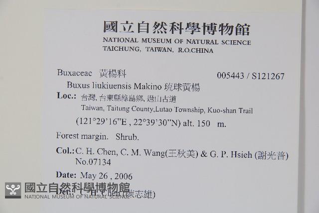 琉球黃楊藏品圖，第2張