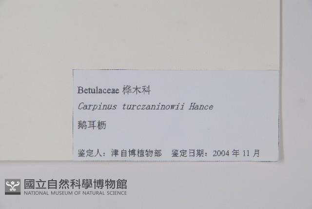 鵝耳櫪藏品圖，第2張