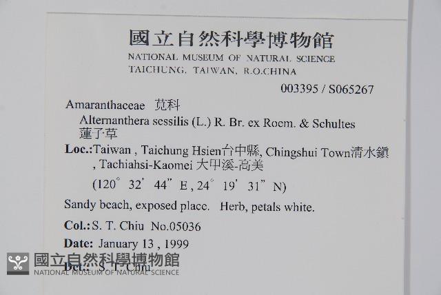 蓮子草藏品圖，第2張