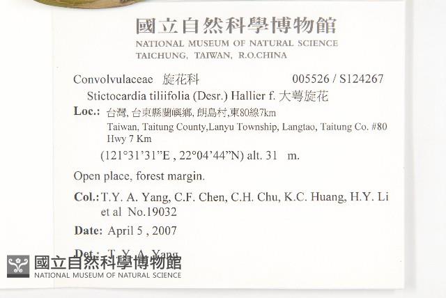 大萼旋花藏品圖，第2張