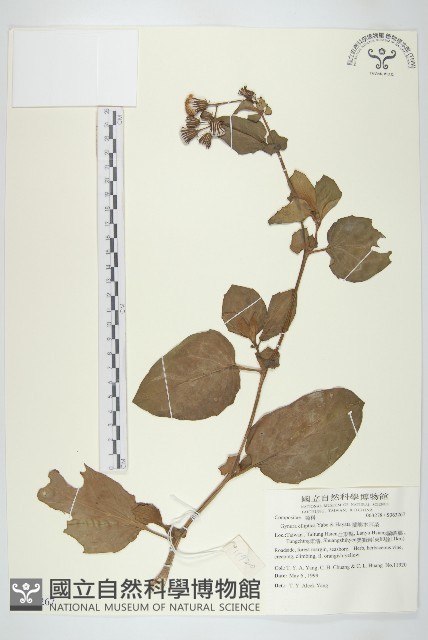 蘭嶼木耳菜藏品圖，第1張