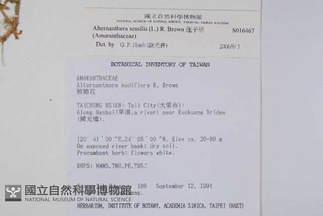 蓮子草藏品圖，第2張