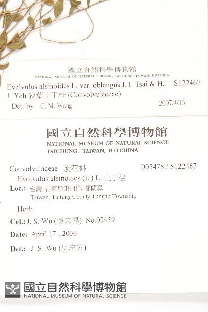 狹葉土丁桂藏品圖，第2張