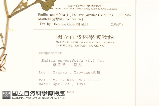 紫背草藏品圖，第2張