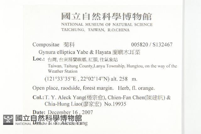 蘭嶼木耳菜藏品圖，第2張