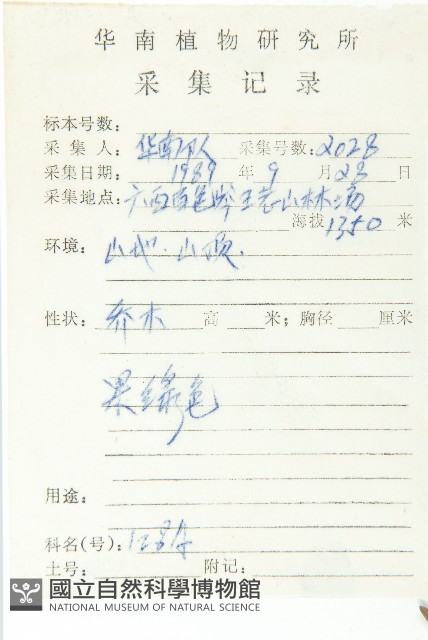 披針葉杜英藏品圖，第2張