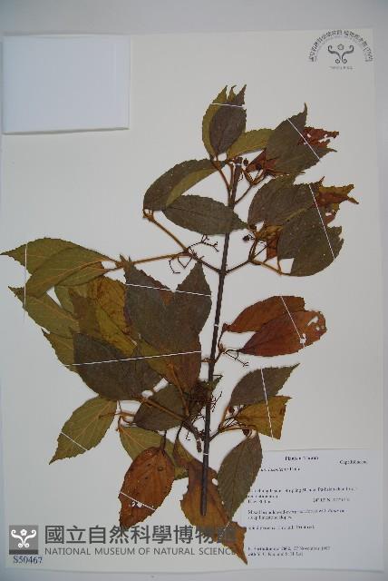 呂宋莢迷藏品圖，第1張