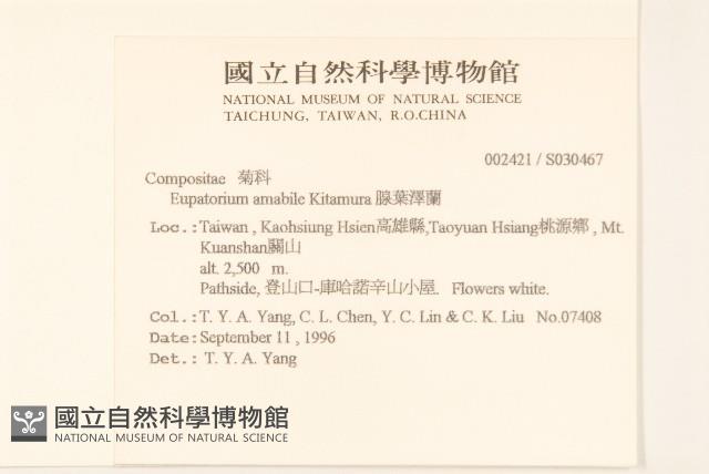 腺葉澤蘭藏品圖，第2張