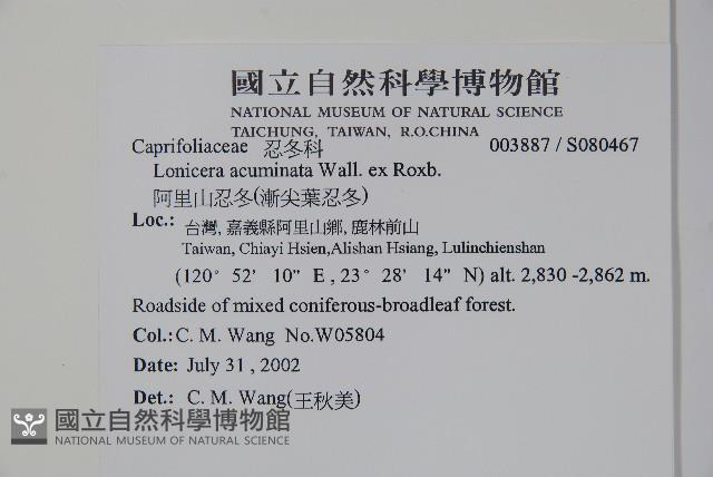 阿里山忍冬、漸尖葉忍冬藏品圖，第2張