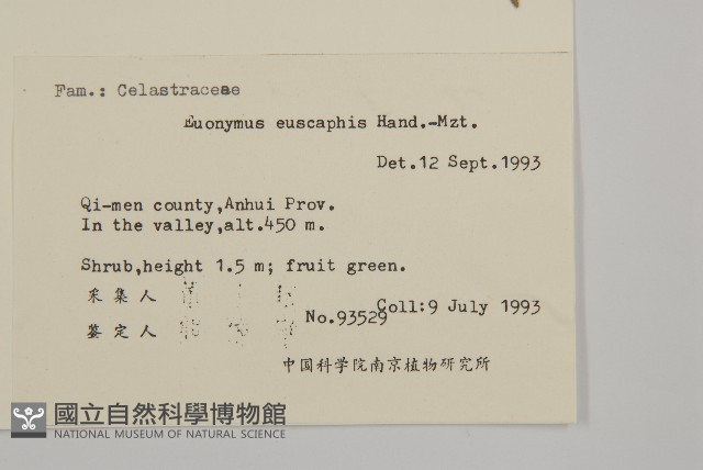 鴉椿衛矛藏品圖，第2張