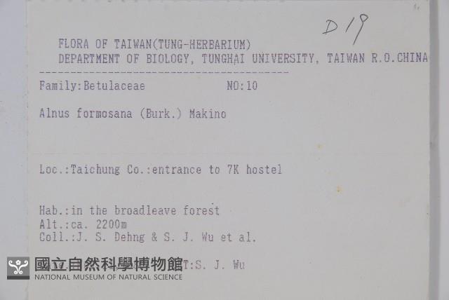 臺灣赤楊、臺灣榿木藏品圖，第2張