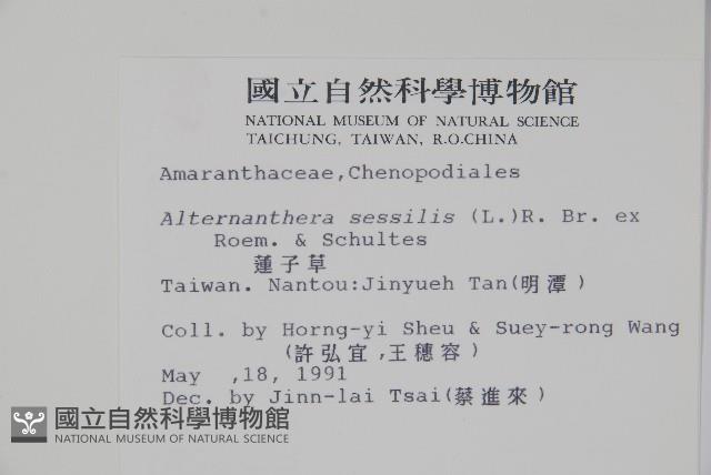 蓮子草藏品圖，第2張