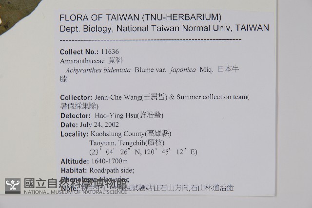 日本牛膝藏品圖，第2張