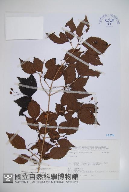 呂宋莢迷藏品圖，第1張