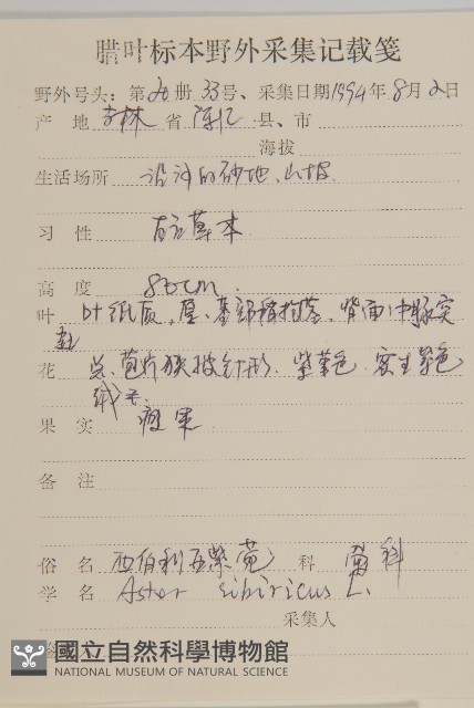 西伯利亞紫苑藏品圖，第2張