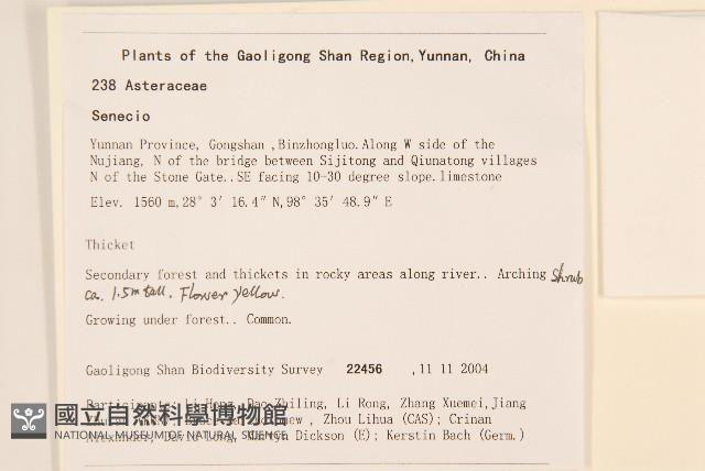 蔓黃菀藏品圖，第2張