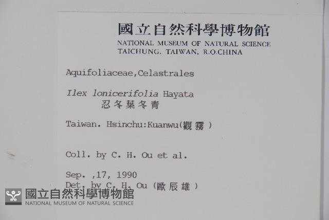 忍冬葉冬青藏品圖，第2張