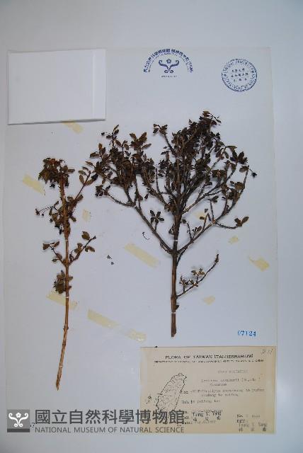 川上氏忍冬藏品圖，第1張