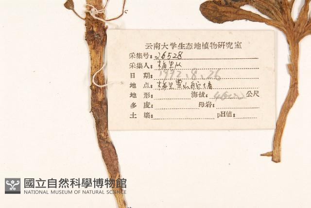 金沙絹毛菊藏品圖，第2張