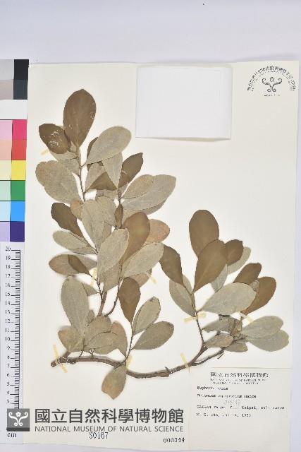 白樹仔藏品圖，第1張