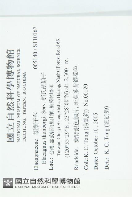 鄧氏胡頹子藏品圖，第2張