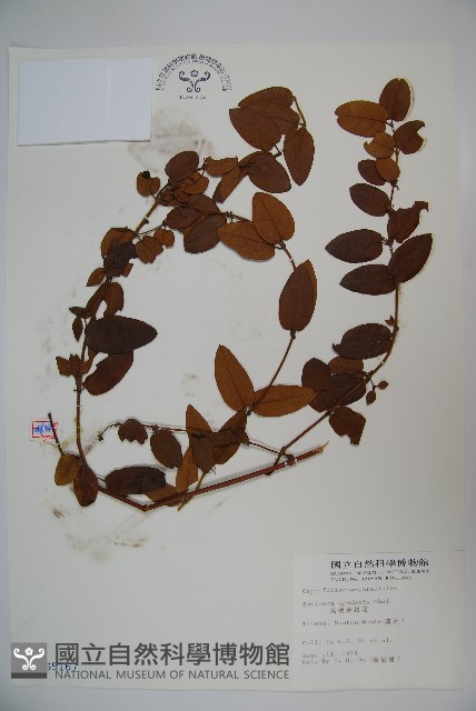 無梗忍冬藏品圖，第1張