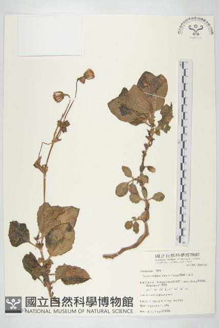 蘭嶼木耳菜藏品圖，第1張