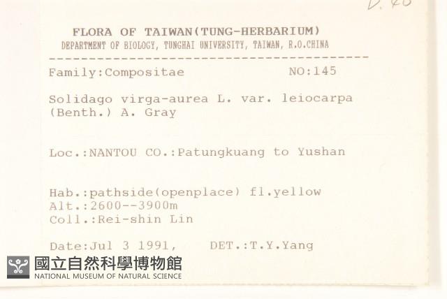 一枝黃花藏品圖，第2張