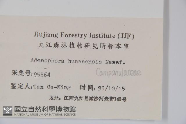 湖南沙參、寬裂沙參藏品圖，第2張