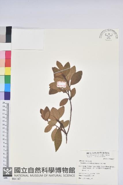 金毛杜鵑藏品圖，第1張